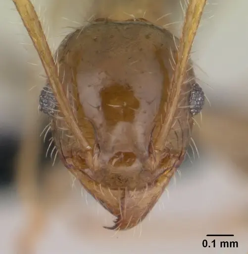 Pheidole megacephala - CASENT0146859