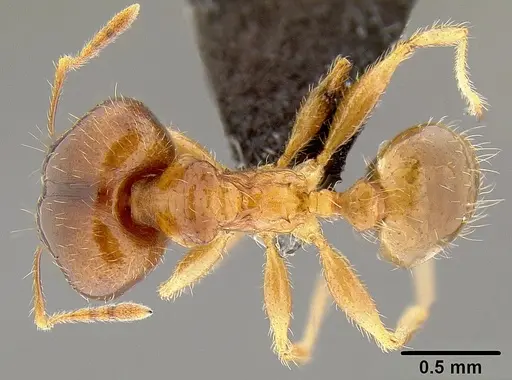 Pheidole megacephala - CASENT0171036