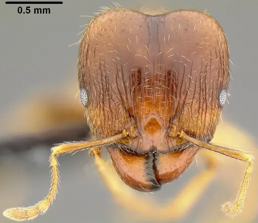 Pheidole megacephala - CASENT0171036