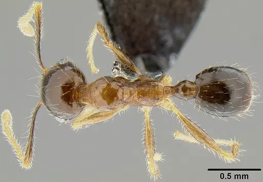 Pheidole megacephala - CASENT0171092