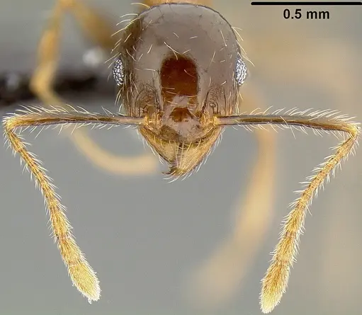 Pheidole megacephala - CASENT0171092