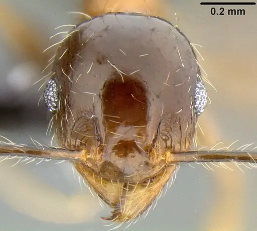 Pheidole megacephala - CASENT0171092