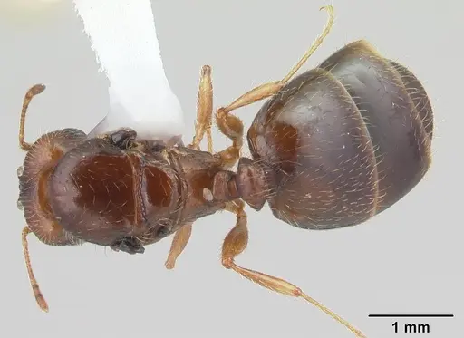 Pheidole megacephala - CASENT0178407