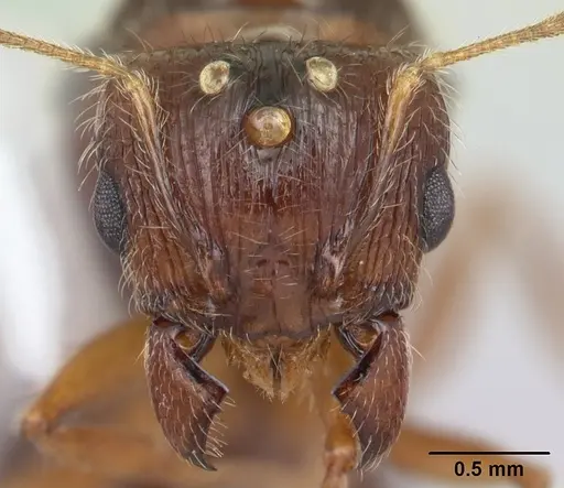 Pheidole megacephala - CASENT0178407