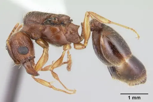 Pheidole megacephala - CASENT0178407