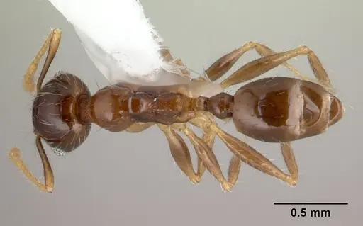 Pheidole megacephala - CASENT0178408