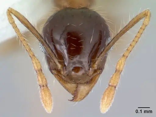 Pheidole megacephala - CASENT0178408