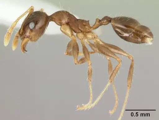 Pheidole megacephala - CASENT0178408