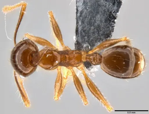 Pheidole megacephala - CASENT0199152