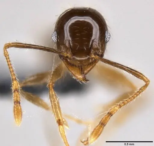 Pheidole megacephala - CASENT0199152