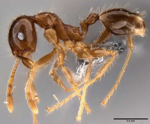 Pheidole megacephala - CASENT0199152