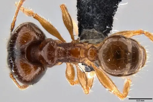 Pheidole megacephala - CASENT0199154