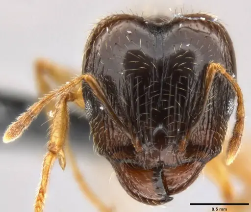 Pheidole megacephala - CASENT0199154