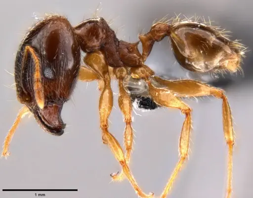 Pheidole megacephala - CASENT0199154