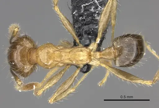 Pheidole megacephala - CASENT0235192