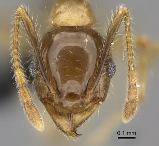Pheidole megacephala - CASENT0235192