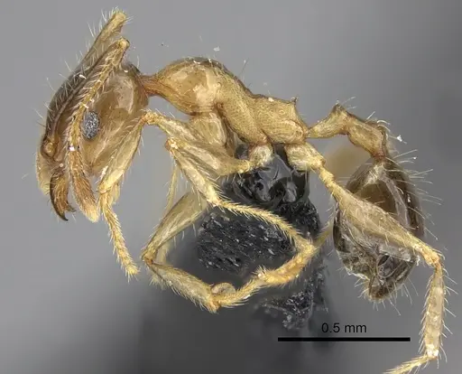 Pheidole megacephala - CASENT0235192