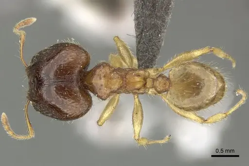 Pheidole megacephala - CASENT0235966