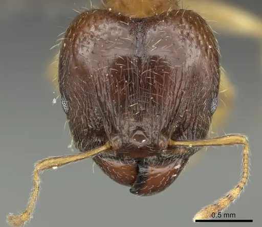 Pheidole megacephala - CASENT0235966