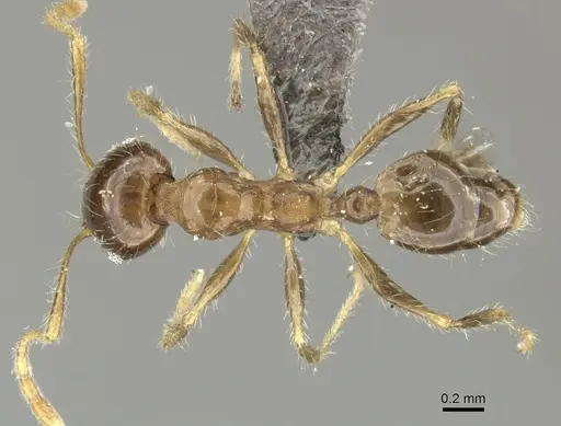 Pheidole megacephala - CASENT0235967