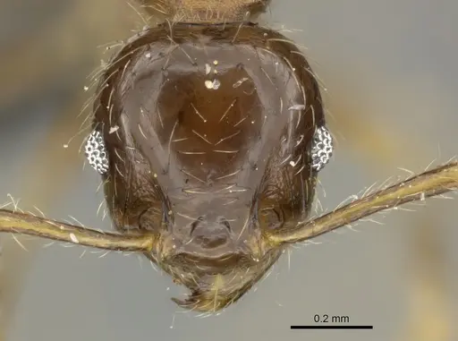 Pheidole megacephala - CASENT0235967
