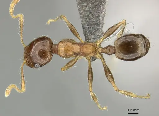 Pheidole megacephala - CASENT0235976