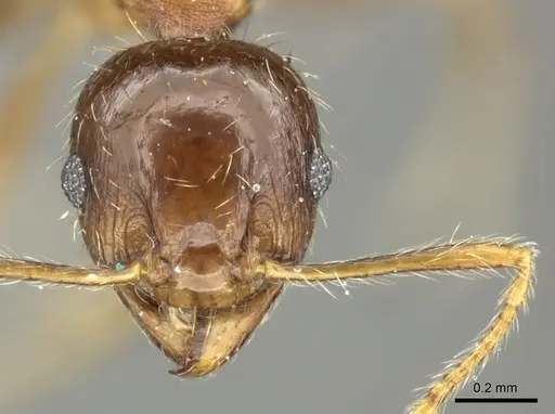 Pheidole megacephala - CASENT0235976
