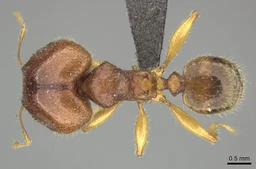 Pheidole megacephala - CASENT0235984