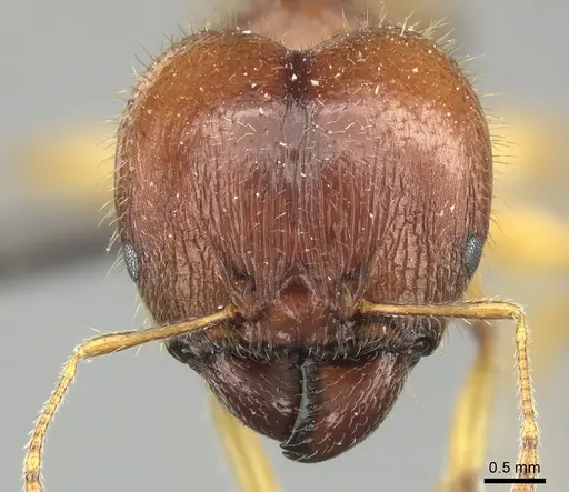 Pheidole megacephala - CASENT0235984