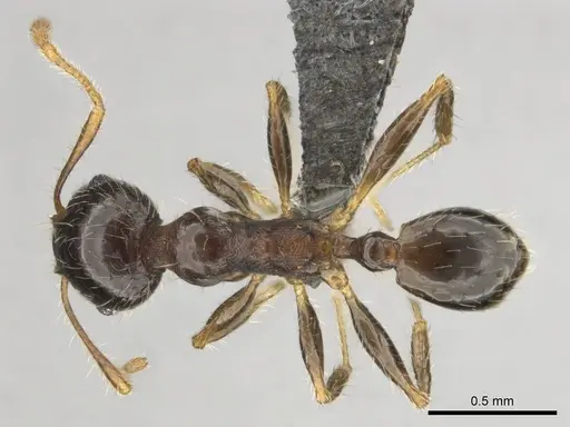 Pheidole megacephala - CASENT0252662