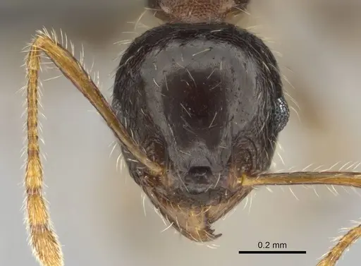 Pheidole megacephala - CASENT0252662