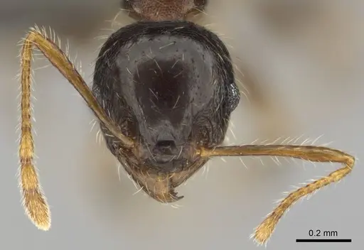 Pheidole megacephala - CASENT0252662