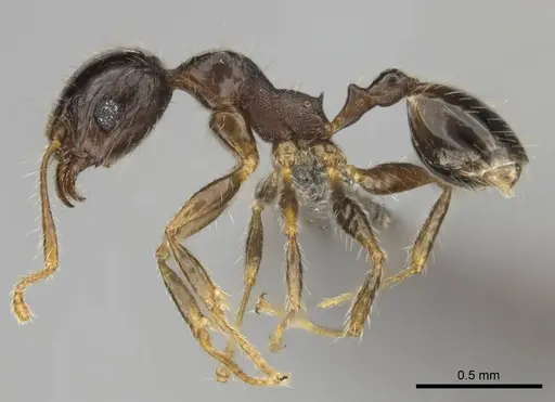Pheidole megacephala - CASENT0252662