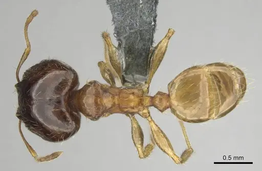 Pheidole megacephala - CASENT0254588