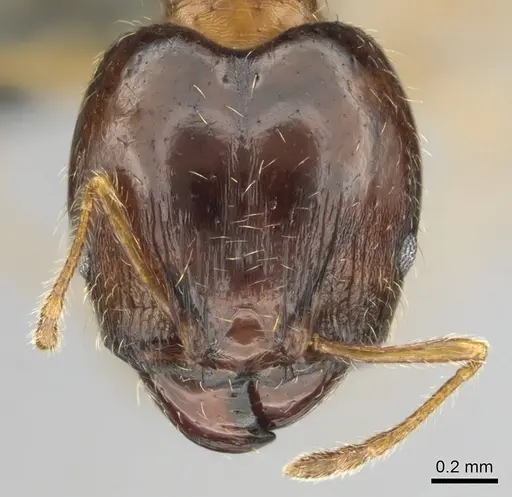 Pheidole megacephala - CASENT0254588