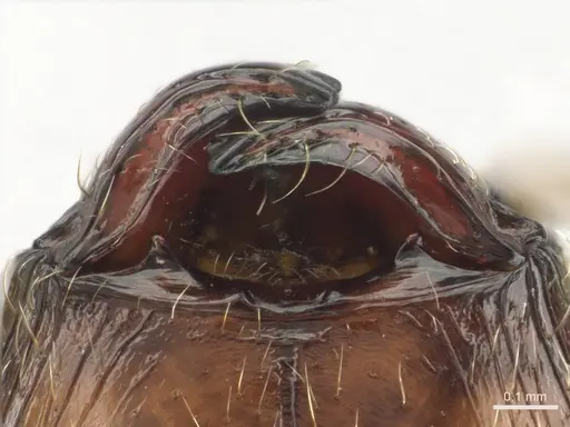 Pheidole megacephala - CASENT0254588