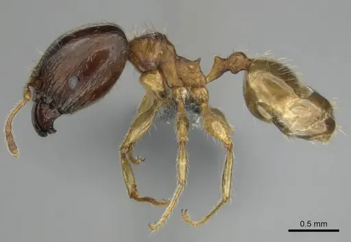 Pheidole megacephala - CASENT0254588