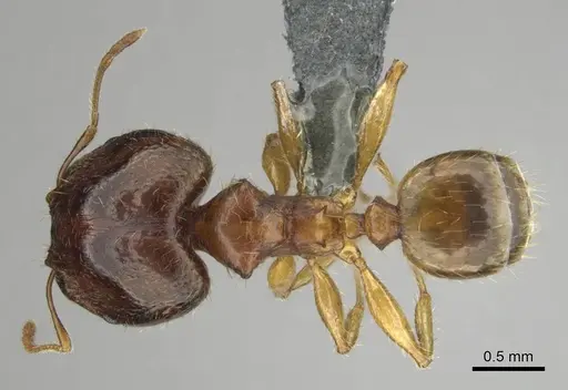 Pheidole megacephala - CASENT0258352
