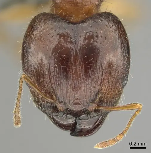Pheidole megacephala - CASENT0258352