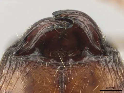 Pheidole megacephala - CASENT0258352