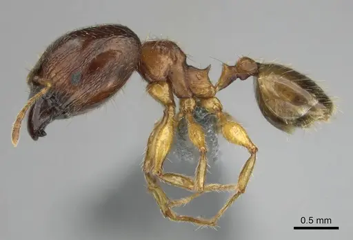 Pheidole megacephala - CASENT0258352