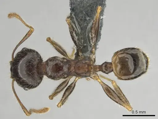 Pheidole megacephala - CASENT0258383