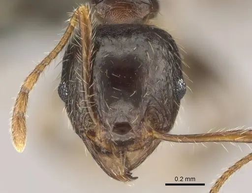 Pheidole megacephala - CASENT0258383