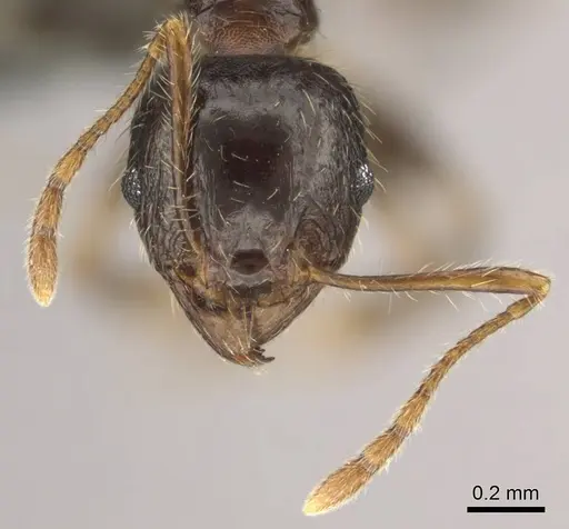 Pheidole megacephala - CASENT0258383