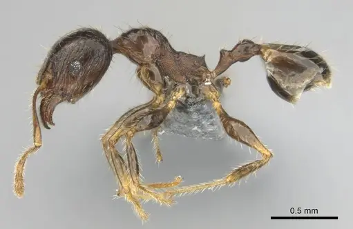 Pheidole megacephala - CASENT0258383