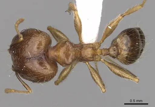Pheidole megacephala - CASENT0316990
