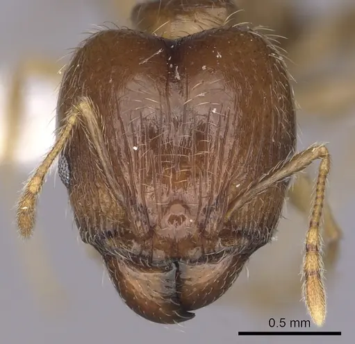 Pheidole megacephala - CASENT0316990