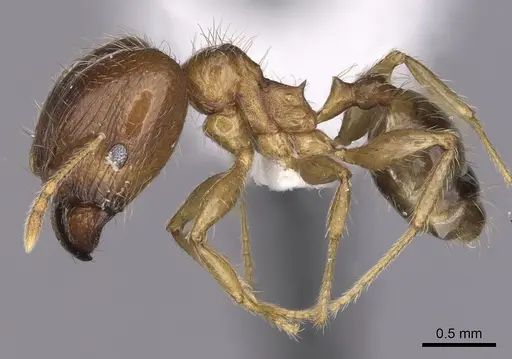 Pheidole megacephala - CASENT0316990