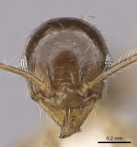 Pheidole megacephala - CASENT0316991