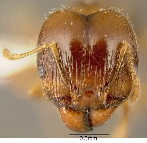 Pheidole megacephala - CASENT0635486